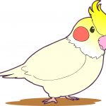 オウム病とはどんな症状?子供や妊婦の注意点やインコや文鳥の扱いは?