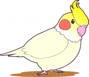 オウム病とはどんな症状?子供や妊婦の注意点やインコや文鳥の扱いは?