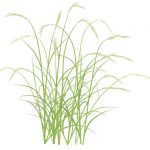 イネ科の花粉症の時期と症状は?対策や食べ物の注意点も解説!