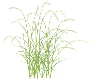 イネ科の花粉症の時期と症状は?対策や食べ物の注意点も解説!
