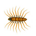 ゲジゲジの駆除法や退治法5選!さされたり噛まれたらどうなる?
