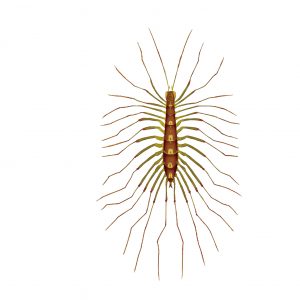 ゲジゲジはどこから入ってくるの?侵入を防ぐ6つの対策を徹底紹介!